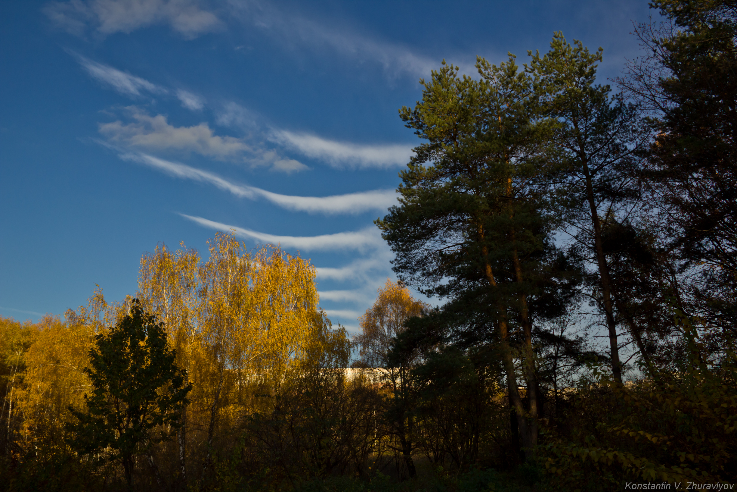 У престарелых дуб зеленый, а рядом с дубом у них - дом
