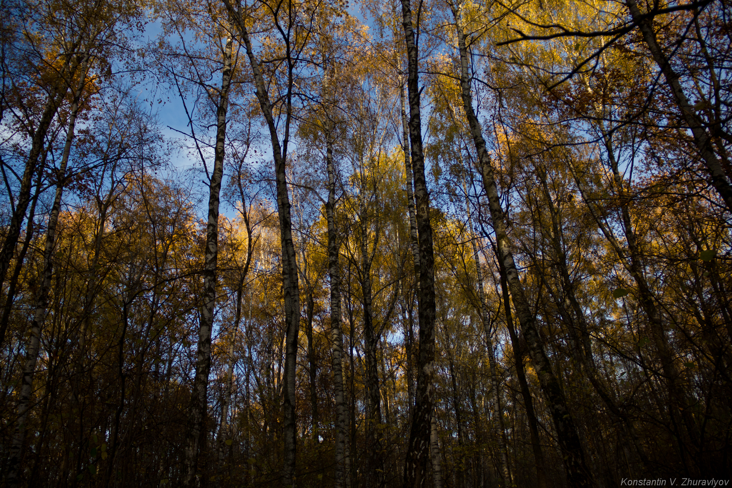 Березовая роща