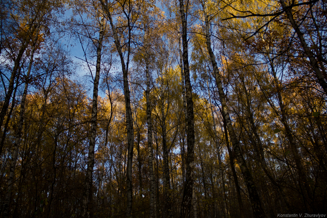 Березовая роща