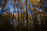 Березовая роща