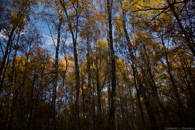 Березовая роща