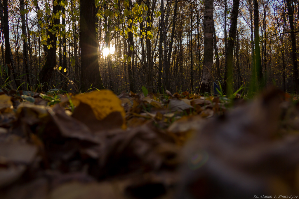 Глазами карликов