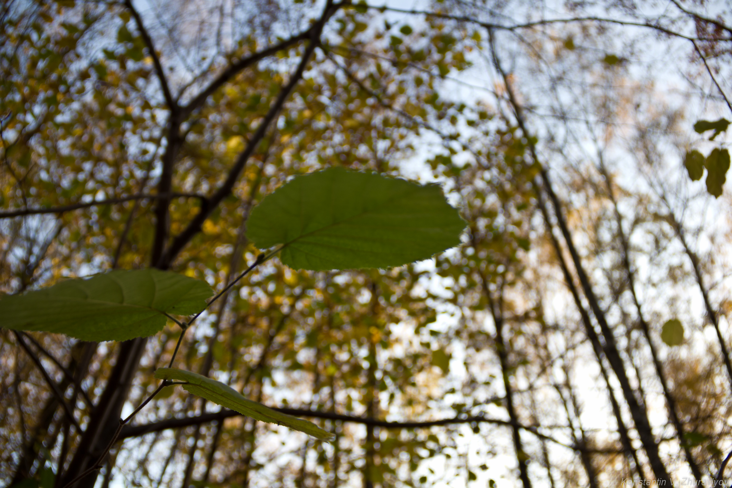 Последние листья 2011 года