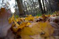 Заколдованный лес в мире карликов