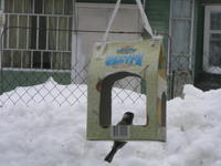 Фотоохота - Кормушка