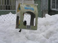 Фотоохота - Кормушка