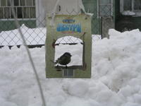 Фотоохота - Кормушка