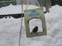 Фотоохота - Кормушка