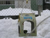 Фотоохота - Кормушка