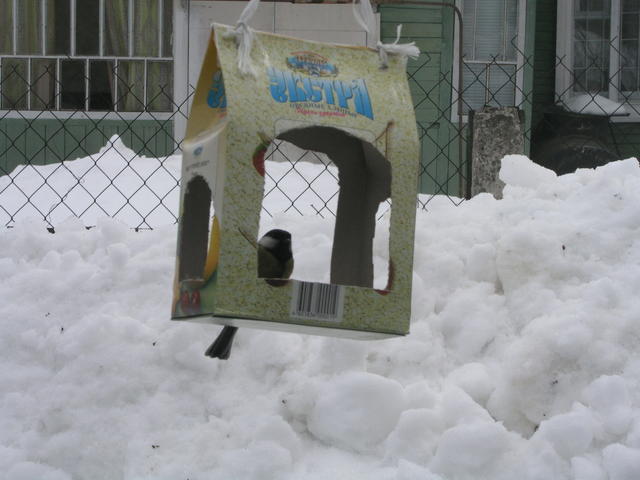Фотоохота - Кормушка