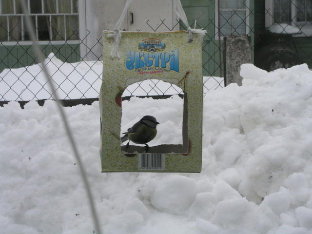 Фотоохота - Кормушка
