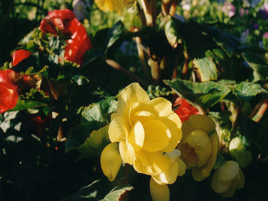 Желтая Бегония