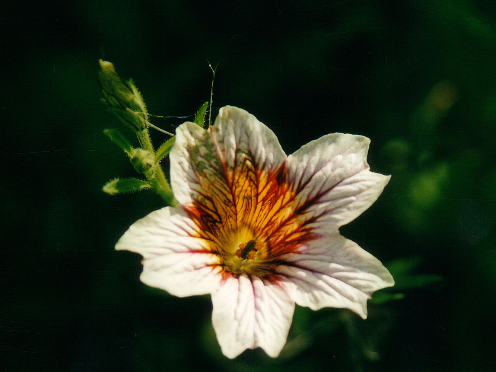 Солпиглосис-0