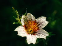 Солпиглосис-0