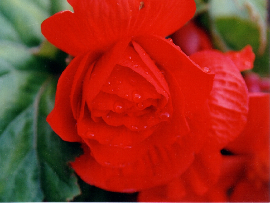 Бегония- краса