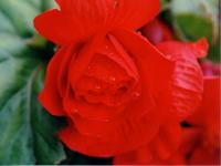 Бегония- краса