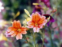 Отражение солнца