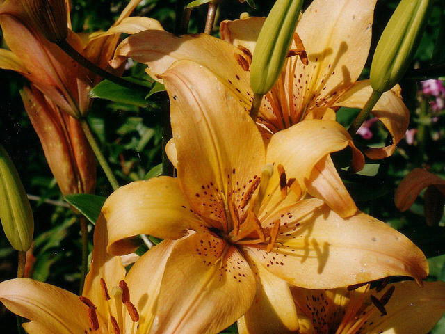 Желтая лилия