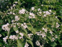Жасмин g00068