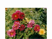 Весёлые ребята