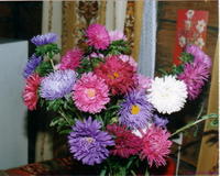 Букет-Астры х00009