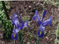 Тигровый глаз