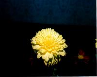 Хризантема