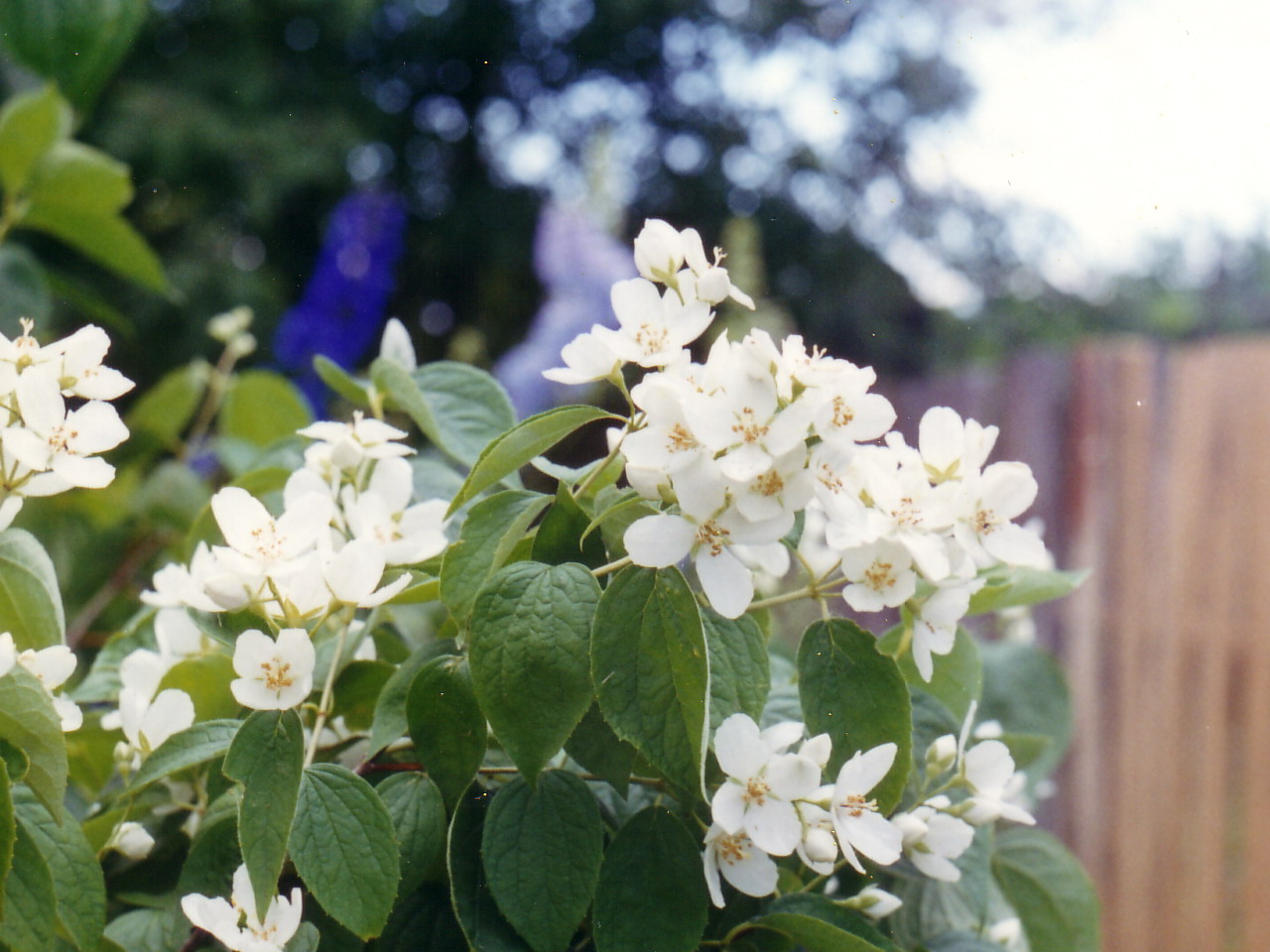  Ветка жасмина