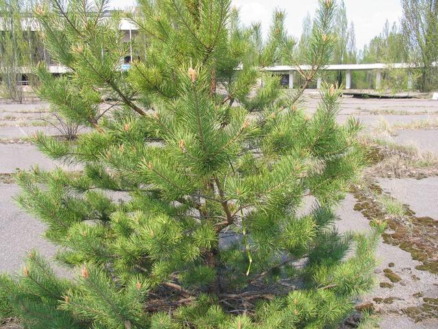 Елочка