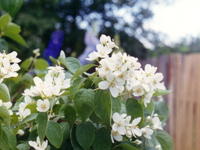  Ветка жасмина