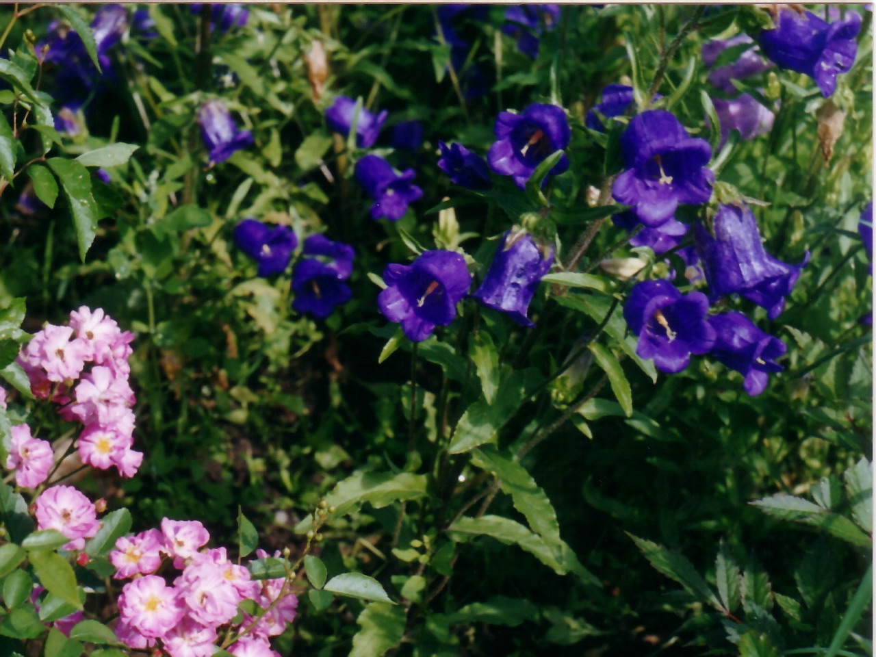 Колокольчики