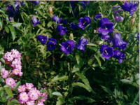 Колокольчики