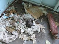 Где горшок?