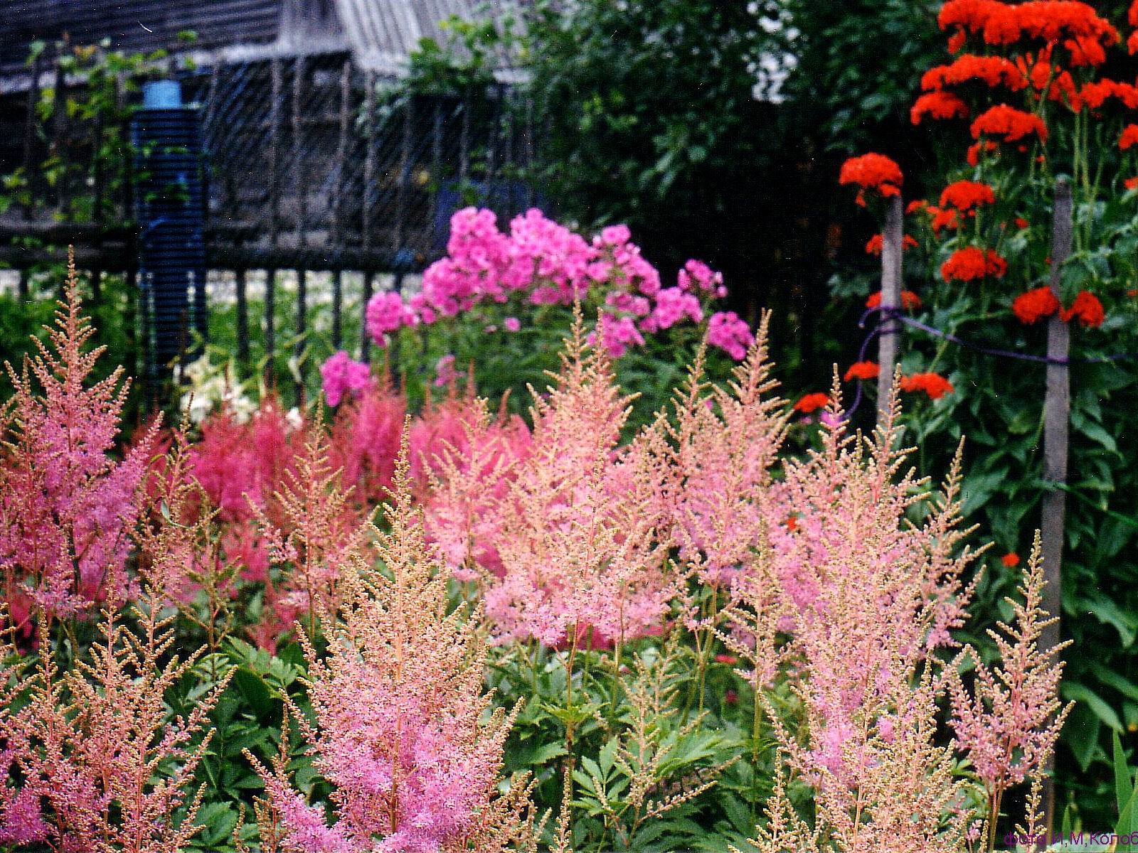 Астильбо g00062