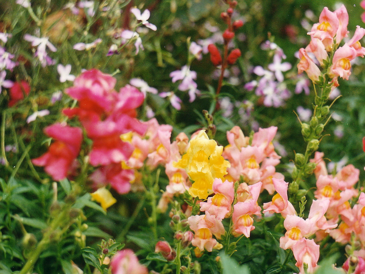 Львиный зев