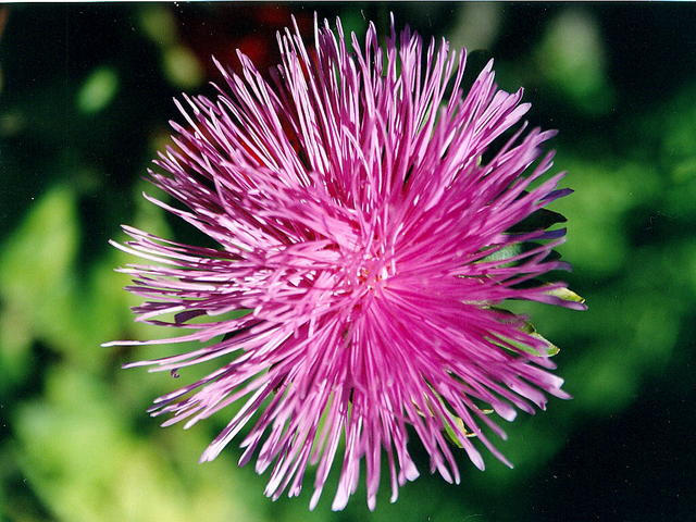 АСТРА_ИГОЛЬЧАТАЯ