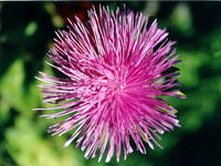 АСТРА_ИГОЛЬЧАТАЯ