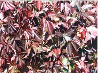 ОСЕННИЙ ЛИСТ