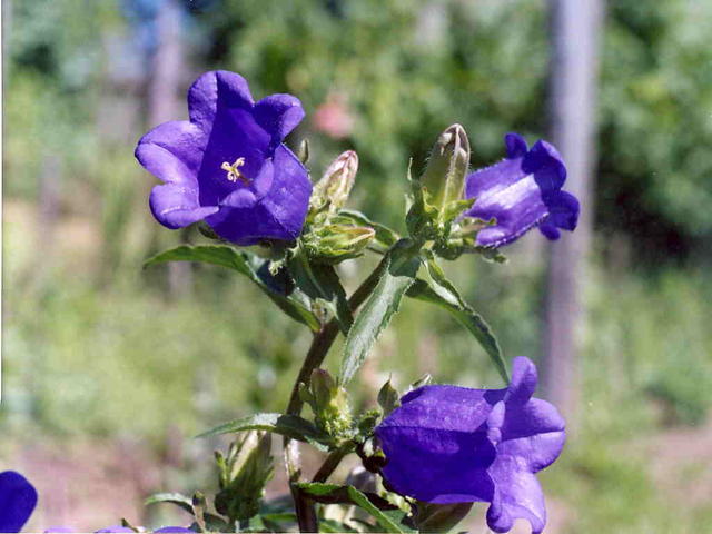 Колокольчики мои....