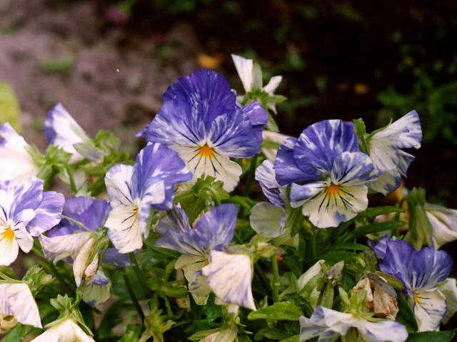 Глазки моей Анютки