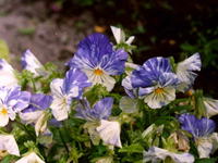 Глазки моей Анютки