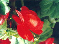 КРАСНАЯ БЕГОНИЯ 1