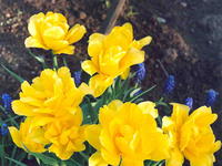 Тюльпаны желтые с мышином геацинтом