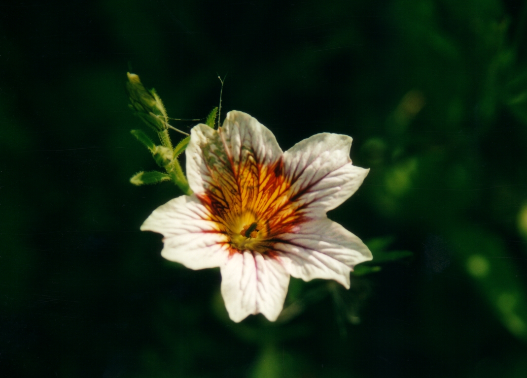 Cолпиглосис