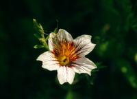 Cолпиглосис