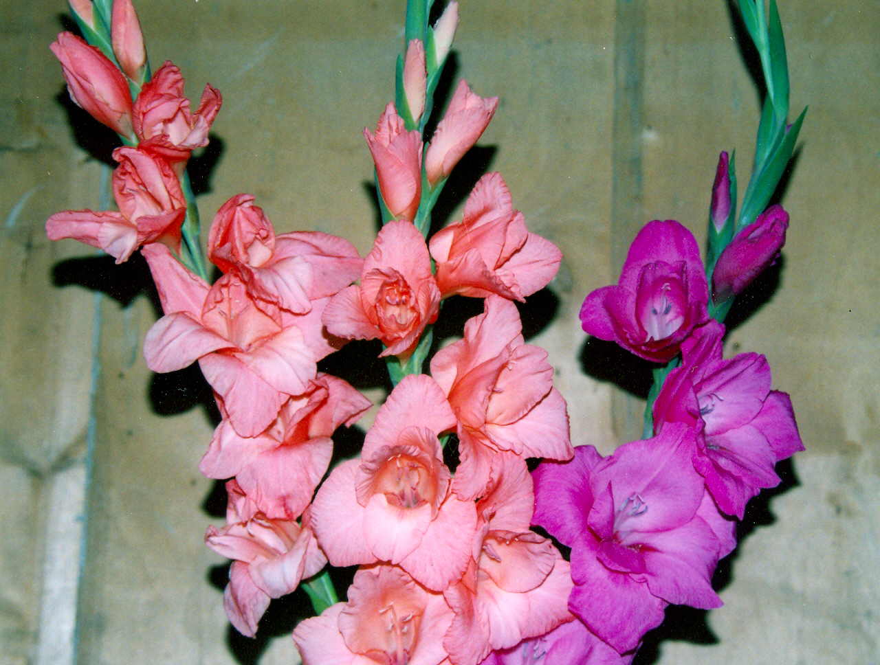 Букет Гладиолусов