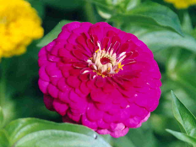 Циния