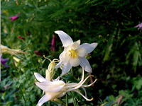 Белая Аквилегия