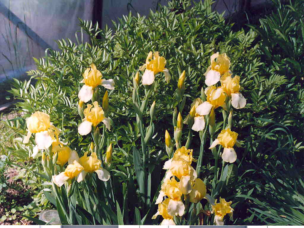 Желтые Ирисы
