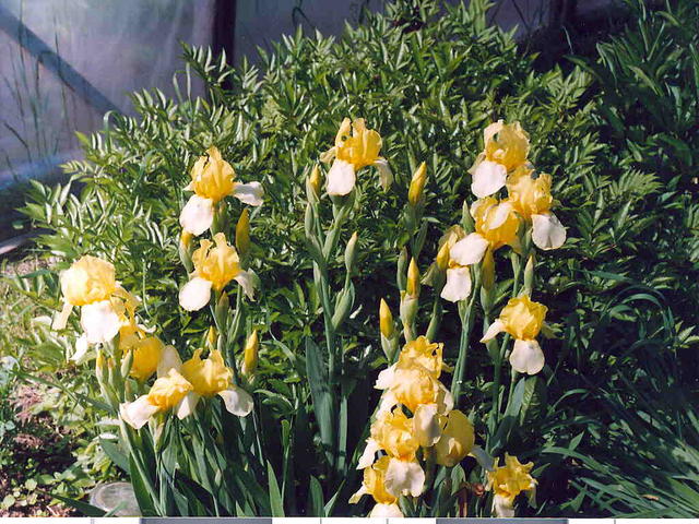 Желтые Ирисы